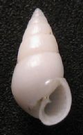 Odostomia conoidea